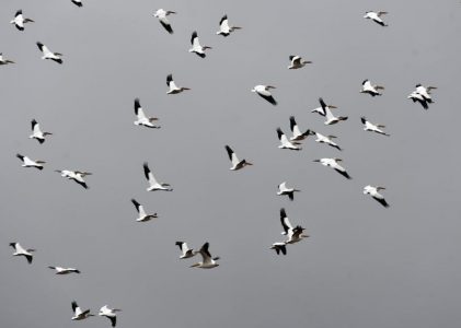 the season of migration to the north pdf